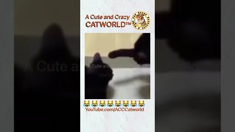 It’s Master Cat Teacher vs. Cat Student, and GUESS WHO WON? 🥋 (#167) #Shorts