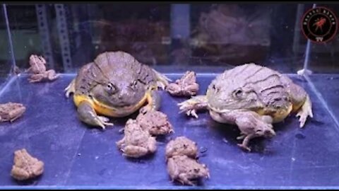 African bullfrog eating a large number of small frogs