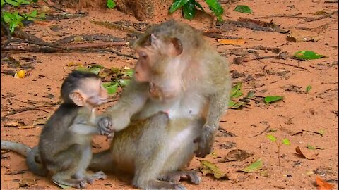 Funny Mother Monkey Warns Baby Not Get On Her Back