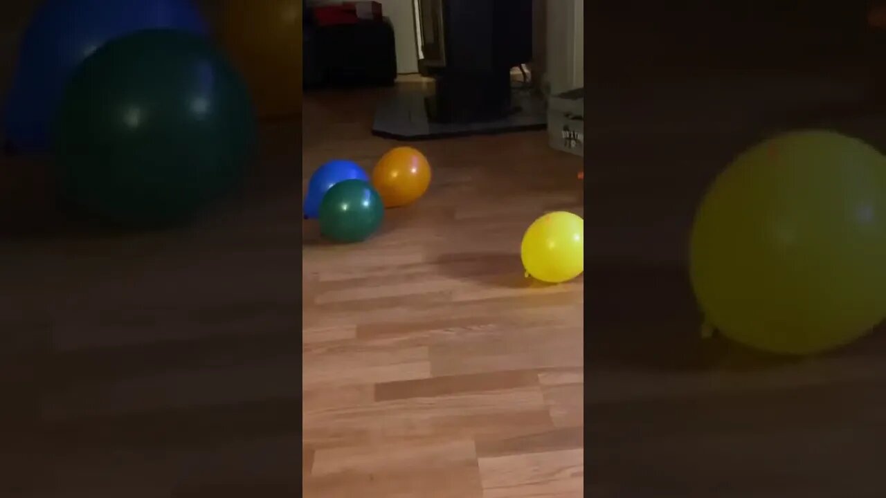 Kitten Plays With Laser 🤣