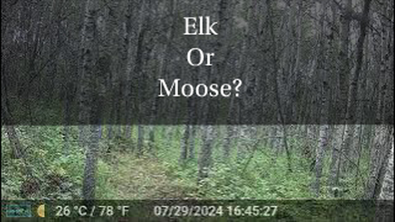 Elk Or Moose?