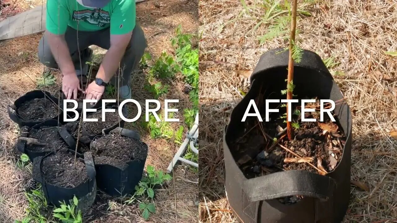 How Are The Bald Cypress Trees Doing? A Viewer Requested Update