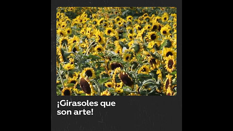 Artistas recrean obra de Van Gogh con 60.000 girasoles