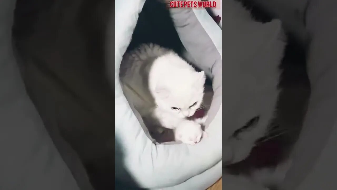 Cute Kittens meowing and talking/#kitten #cat #funny kitten #funnycat #trending #shorts #tiktok