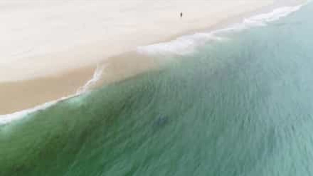 Squalo avvistato a pochi metri dalla spiaggia di Truro, negli Stati Uniti