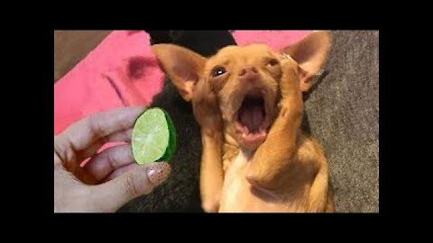 Try not to laugh Funniest Animals- Best Of Funny Animal Videos - Cutest Animals