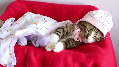 Sweet Little Cat Likes to Wear Baby Clothing