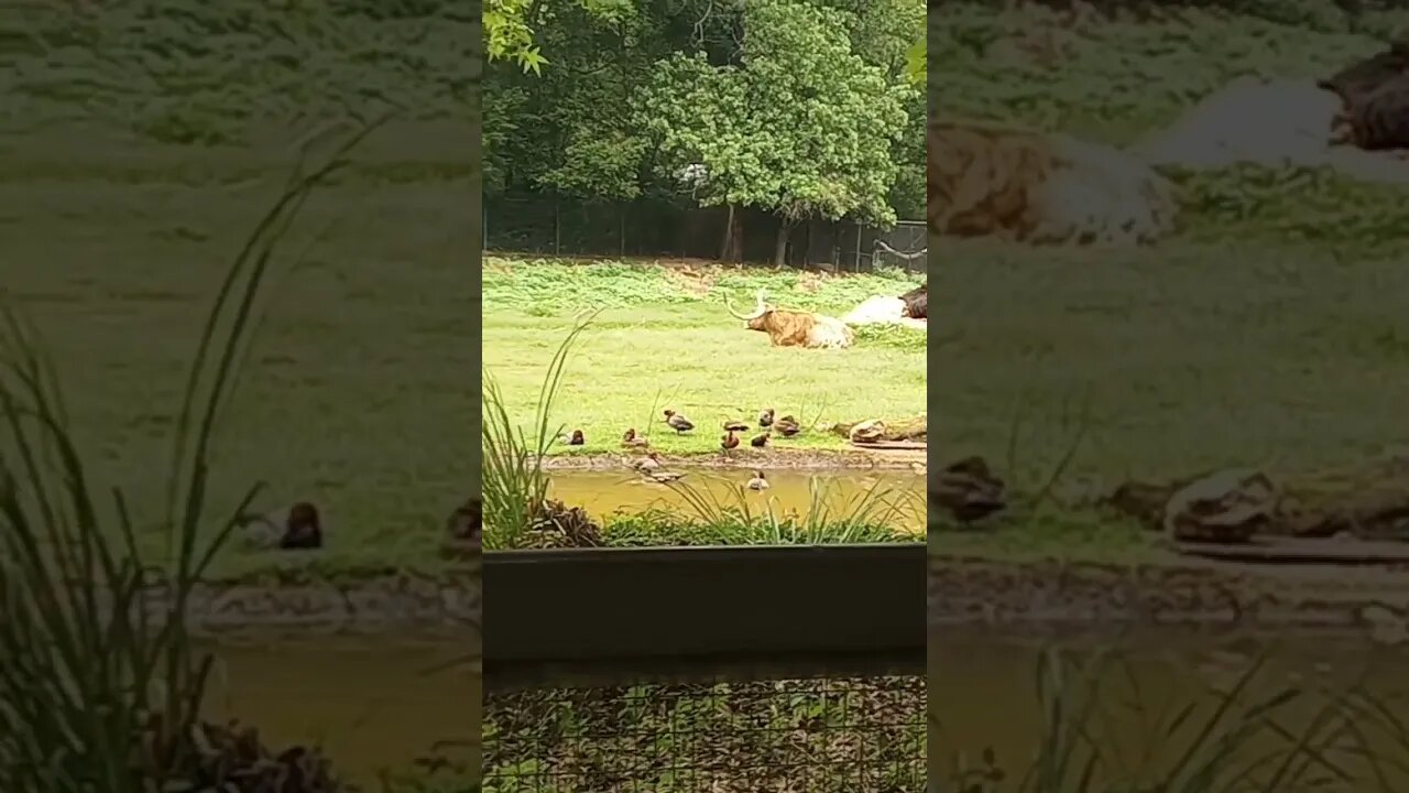 Long horns at the Zoo