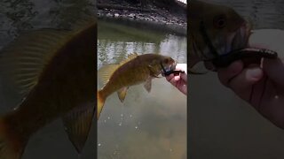 So many winter bass in this river!