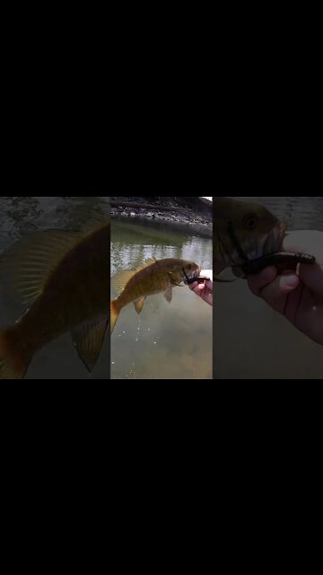 So many winter bass in this river!