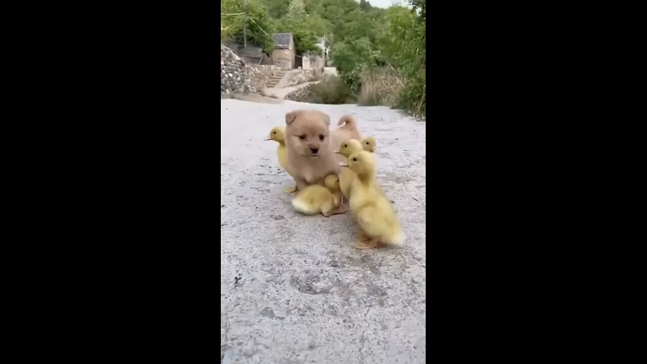 Puppy and duckling