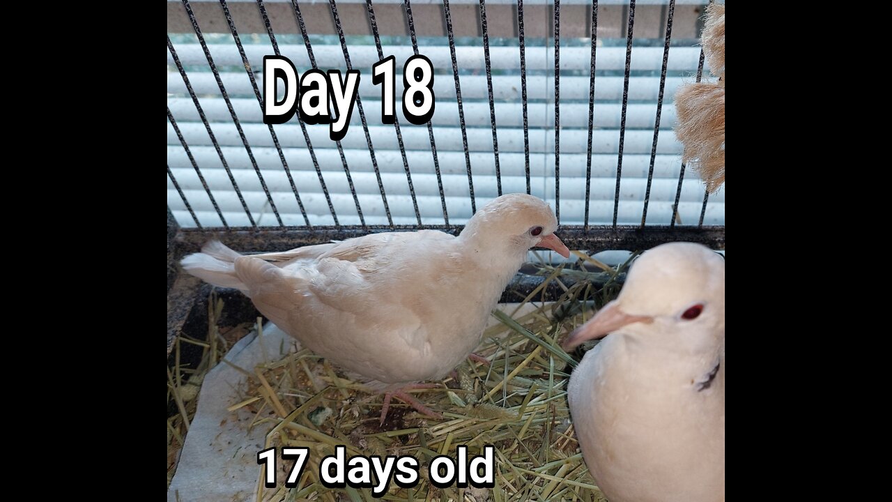 Ringneck Dove fledgling day 18