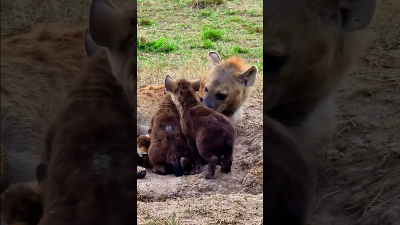 Hyena Cubs! #shorts | #ShortsAfrica