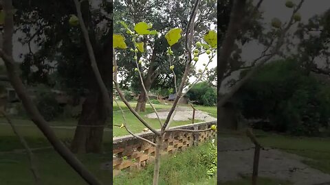 Anjeer fruits | Anjeer plant
