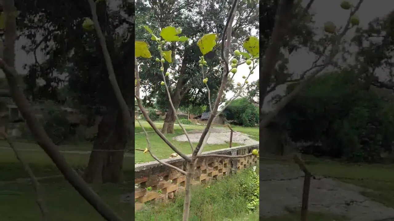 Anjeer fruits | Anjeer plant