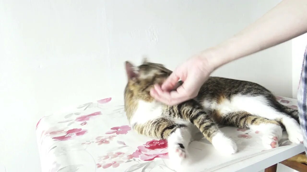 Cat Joins Me in the Morning when I Drink My Coffee