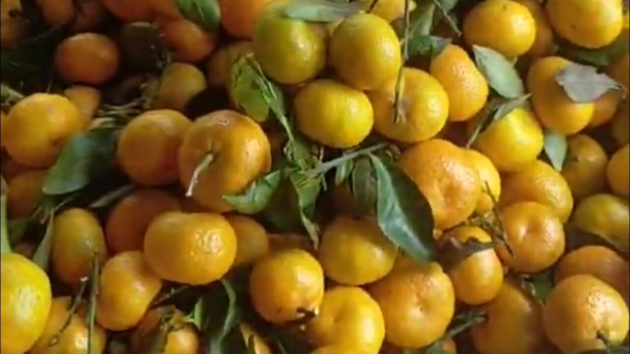 harvest oranges Santang honey