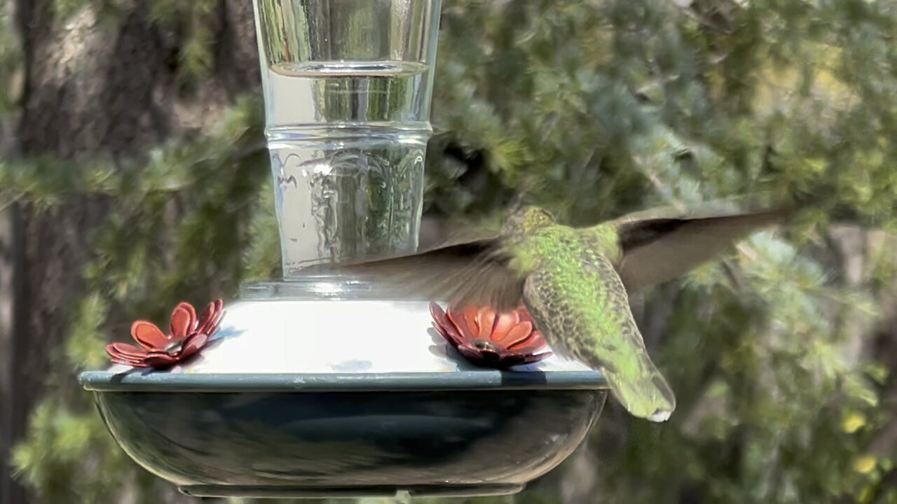 Hummingbirds