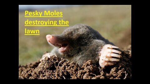 Ep 23 - Pesky Moles and Lawn