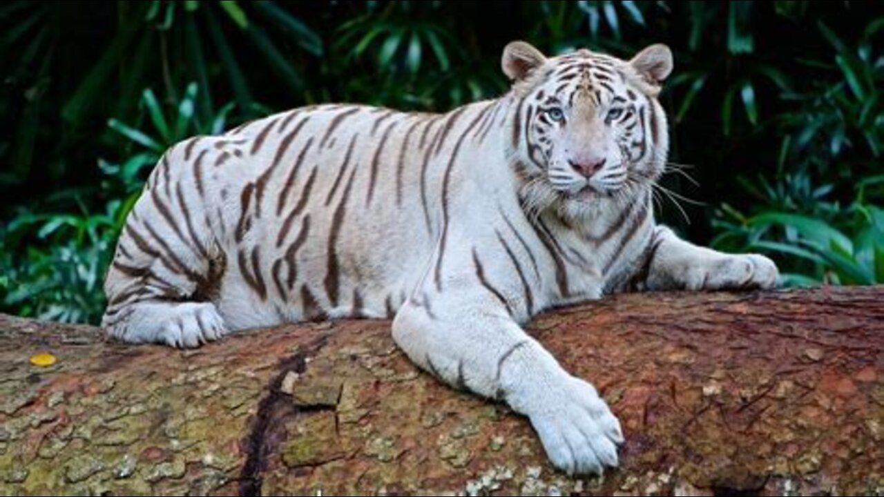 WHITE TIGERS