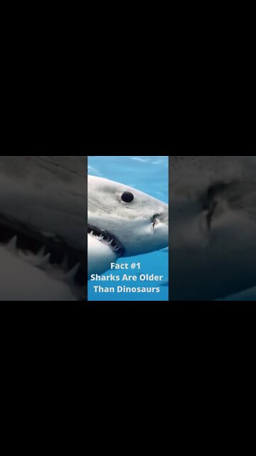 3 Interesting Facts About Sharks You Don't Know #shorts