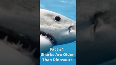 3 Interesting Facts About Sharks You Don't Know #shorts