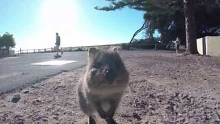 Nuttet quokka smiler til et kamera