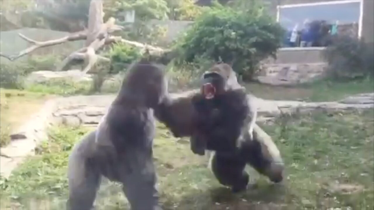 Silverback Gorilla's Get into a Fight at the Zoo