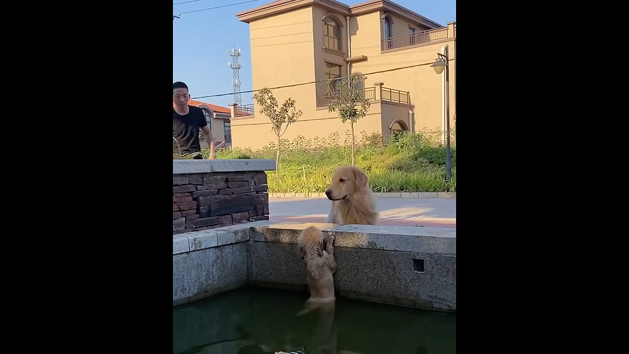 Mama dog does everything to rescue her precious baby