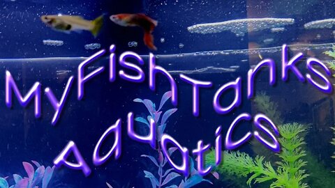 MFTAQ - Fish Talk Friday's Live Stream #31 12ET / 11CT