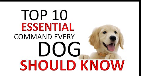 Basic Dog Training TOP 10 Essential Commands Every Dog Should Know