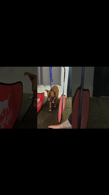 A Tired Dog is Always a Less Aggressive Dog