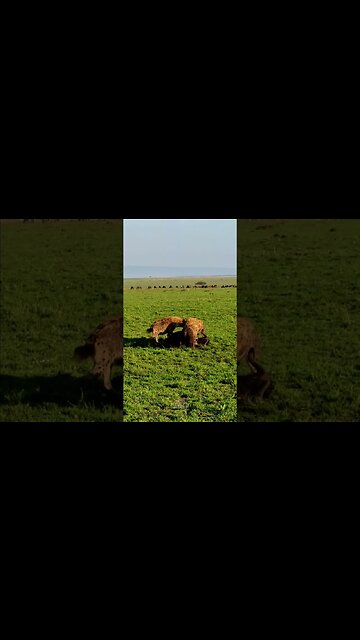Hyenas Feast On Wildebeest #shorts | #ShortsAfrica | #Augdailyshorts