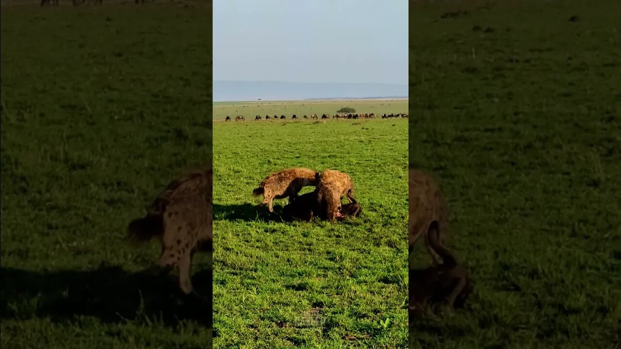 Hyenas Feast On Wildebeest #shorts | #ShortsAfrica | #Augdailyshorts