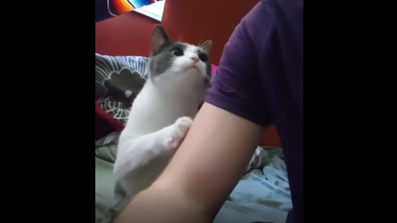 Cute Cat Admiring Her Daddy