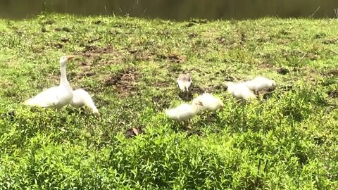 Gander on watch with goslings