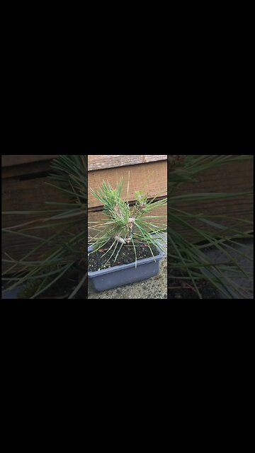 Japanese Black Pine Bonsai #shorts