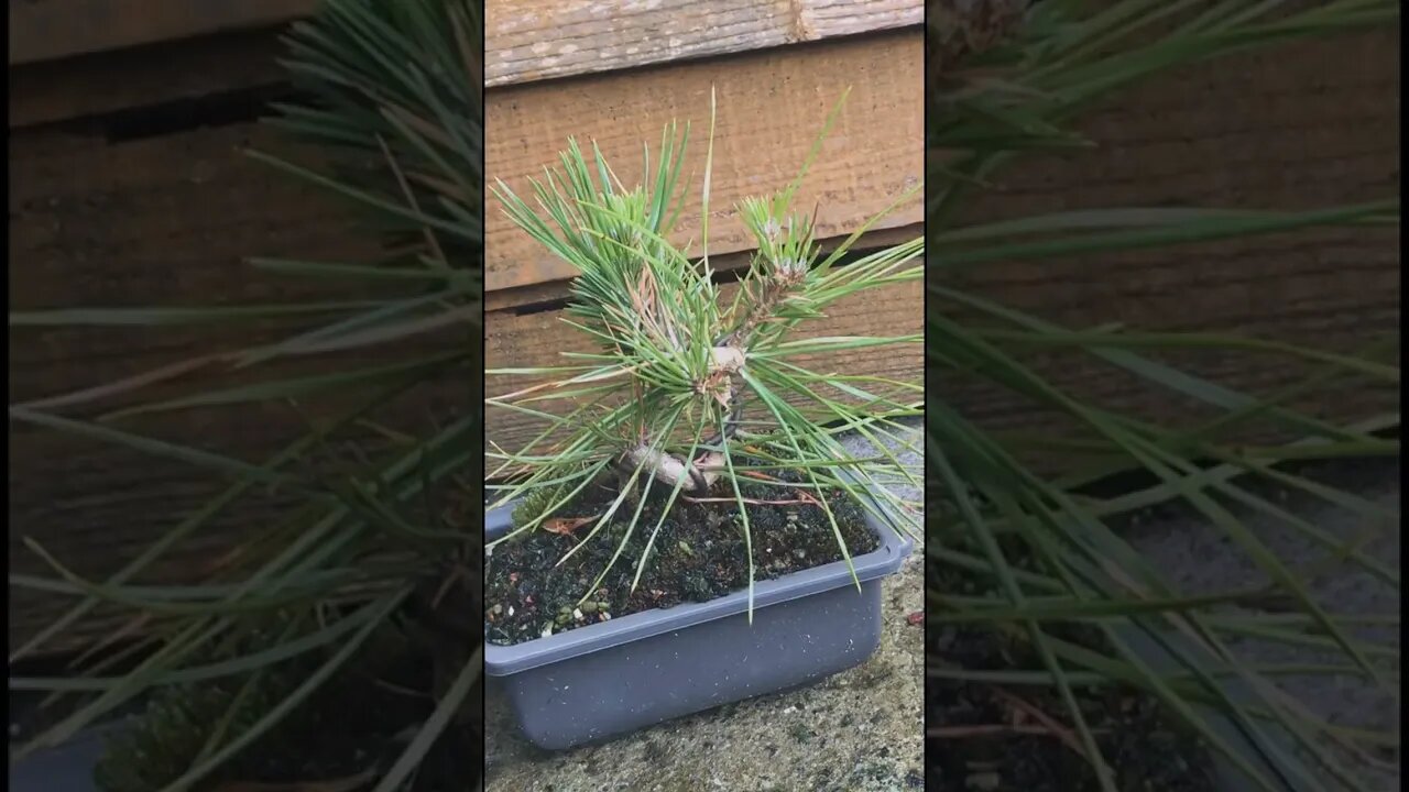 Japanese Black Pine Bonsai #shorts