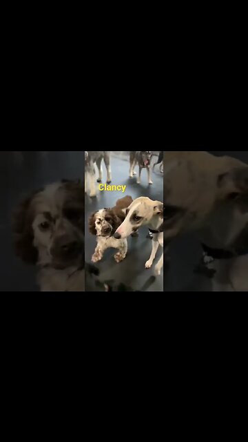 [Shorts 0028] CLANCY [#dogs #doggos #doggies #puppies #dogdaycare]