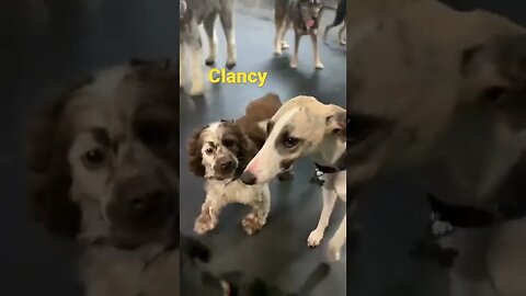 [Shorts 0028] CLANCY [#dogs #doggos #doggies #puppies #dogdaycare]