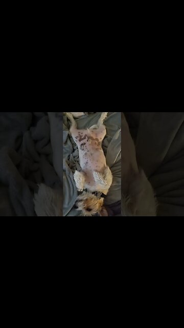 Rare Reverse Splooot Caught On Camera 📷 😳 #slpoot #rare #dogyoga #jackrussell #yoga #stretchingdog