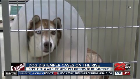 Dog distemper cases on the rise in California