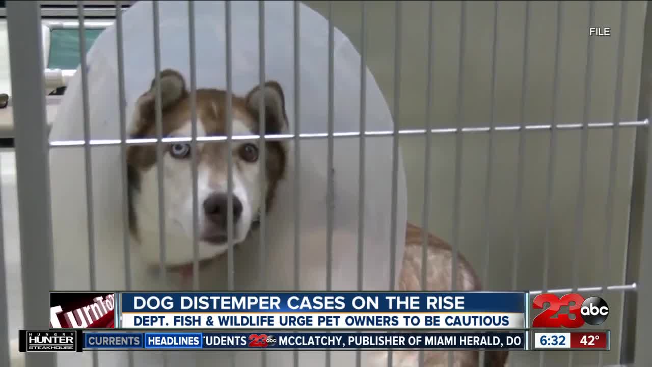 Dog distemper cases on the rise in California