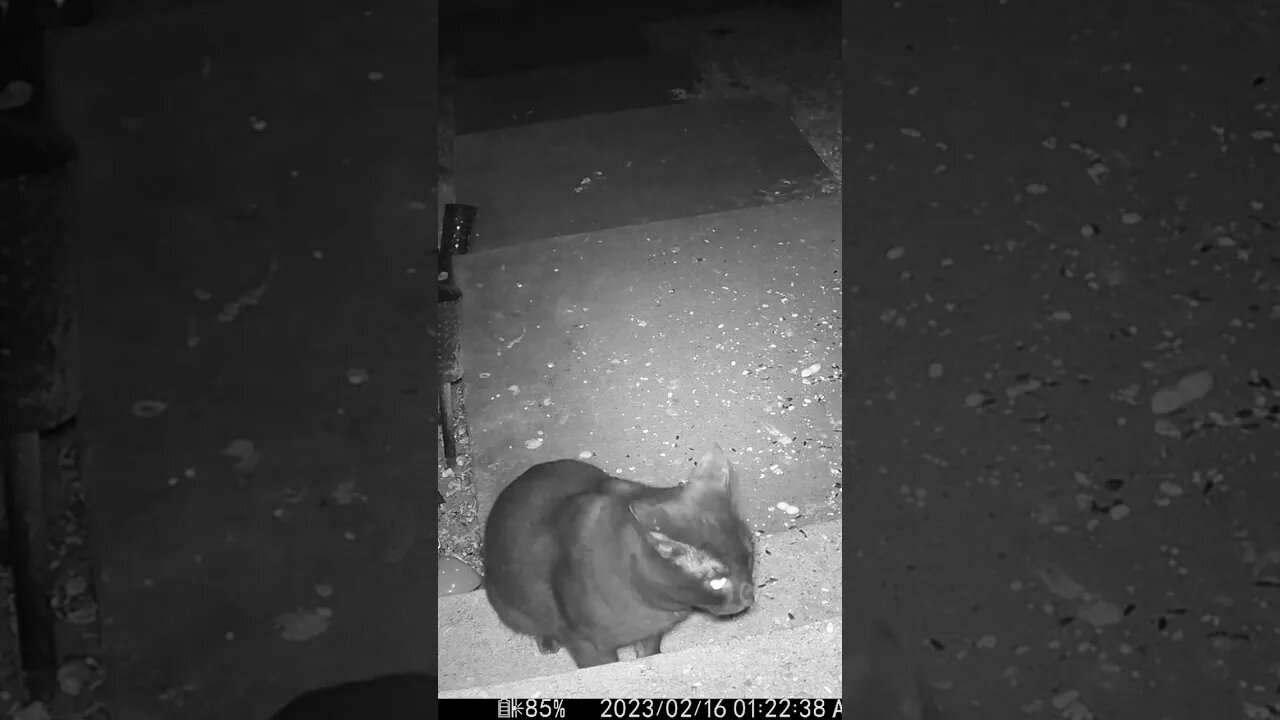 Mobby The Cat Says No! #Shorts 😺