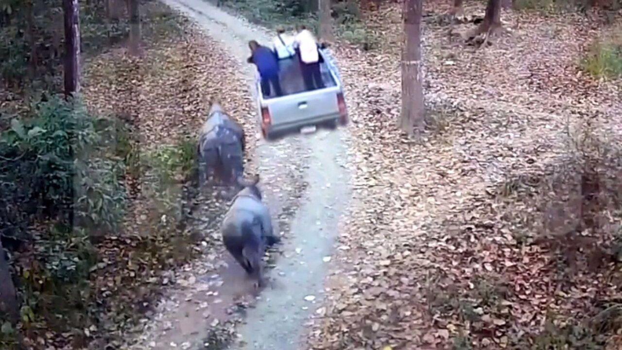 Rhinoceros attaching safari jeep