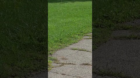 2 butterflies #shorts