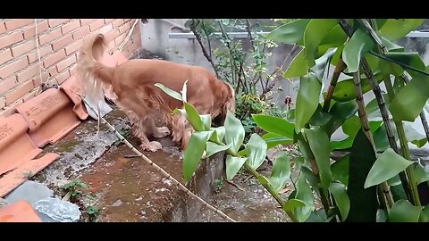 #dogshow , #animals , #dogs