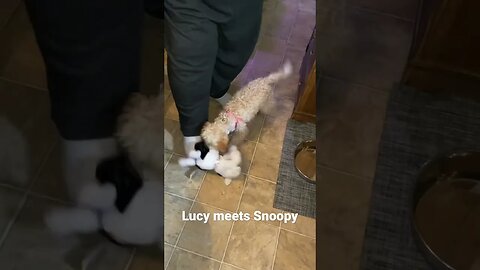 Cute puppy Lucy and the Snoopy toy. #funny #shorts