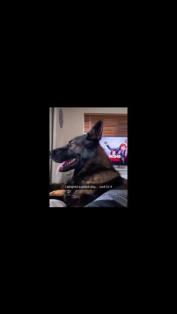 He adopted a police dog #dog #shorts