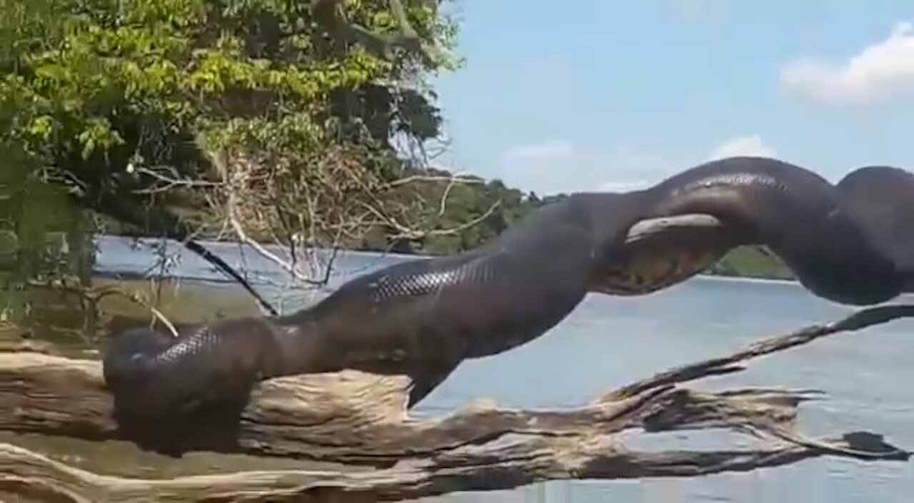 Giant anaconda in Brazil